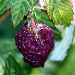 Raspberry 'Glen Coe' non everbearing